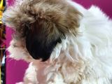 Shih Tzu Bebeklerimiz