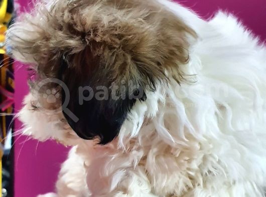 Shih Tzu Bebeklerimiz görsel