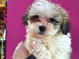 Shih Tzu Bebeklerimiz