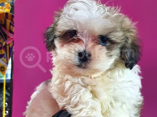 Shih Tzu Bebeklerimiz görsel