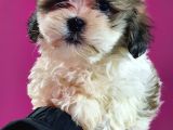 Shih Tzu Bebeklerimiz