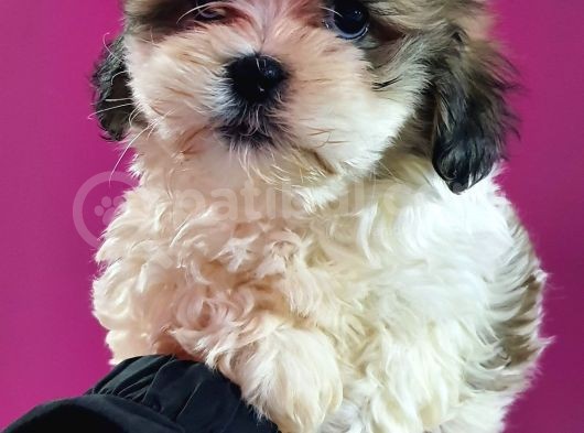 Shih Tzu Bebeklerimiz görsel