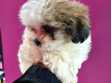 Shih Tzu Bebeklerimiz