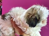 Shih Tzu Bebeklerimiz
