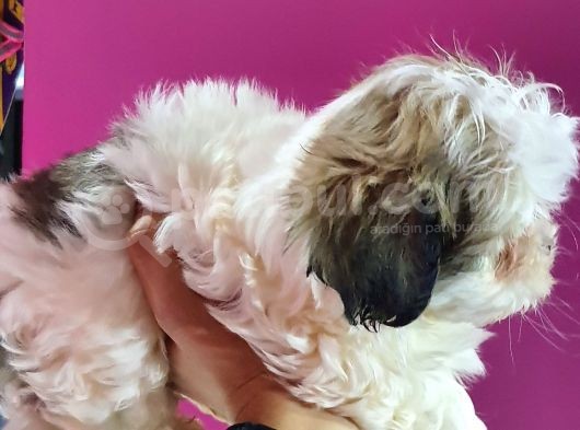 Shih Tzu Bebeklerimiz görsel