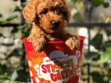Red Brown Toy Poodle Yavrularımız