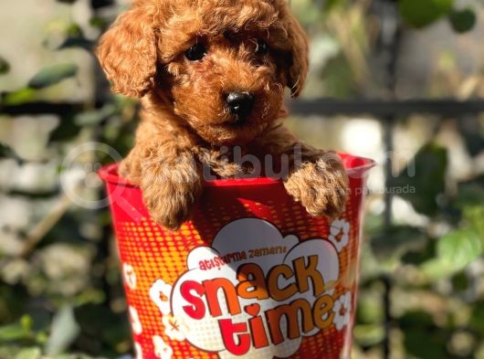 Red Brown Toy Poodle Yavrularımız görsel