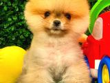 3 Aylık Dişi Pomeranian Boo