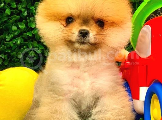 3 Aylık Dişi Pomeranian Boo görsel