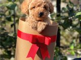 Dark Apricot Toy Poodle Erkek Yavrumuz