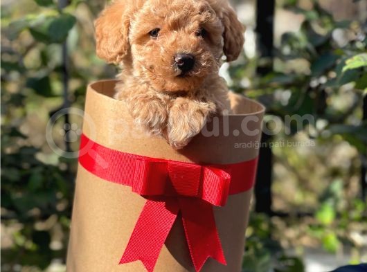 Dark Apricot Toy Poodle Erkek Yavrumuz görsel