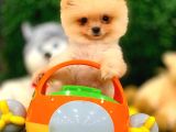 3 Aylık Erkek Pomeranian Boo