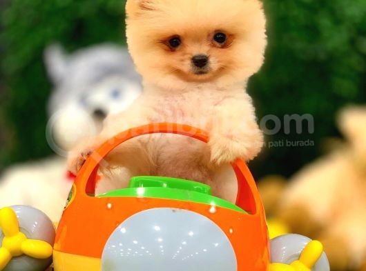 3 Aylık Erkek Pomeranian Boo görsel