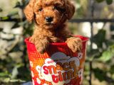 Red Brown Toy Poodle Yavrularımız