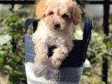 Apricot Kayısı Renk Toy Poodle Erkek Yavrumuz