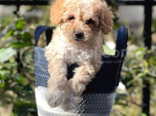 Apricot Kayısı Renk Toy Poodle Erkek Yavrumuz görsel