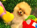 3 Aylık Dişi Pomeranian Boo