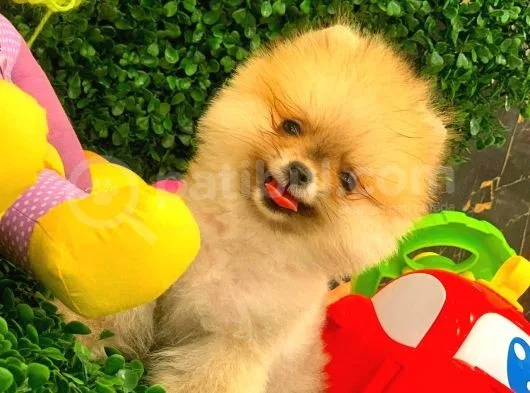 3 Aylık Dişi Pomeranian Boo