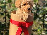 Dark Apricot Toy Poodle Erkek Yavrumuz