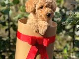 Dark Apricot Toy Poodle Erkek Yavrumuz