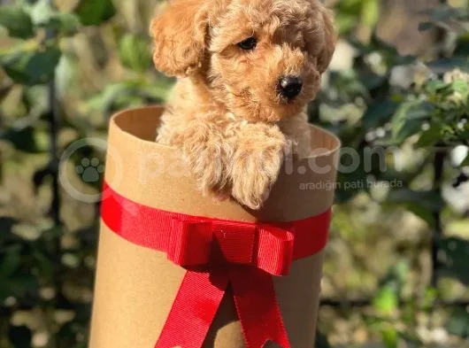 Dark Apricot Toy Poodle Erkek Yavrumuz