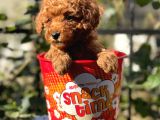 Red Brown Toy Poodle Yavrularımız
