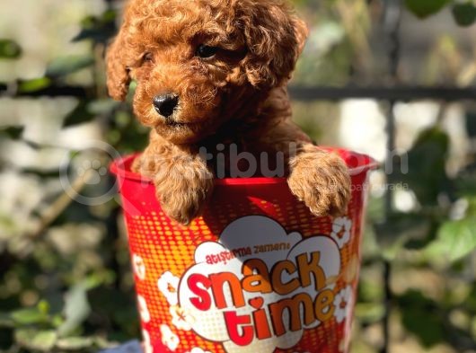 Red Brown Toy Poodle Yavrularımız görsel