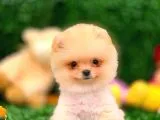 3 Aylık Erkek Pomeranian Boo