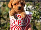 Muhteşem Red Erkek Toy Poodle Yavrumuz
