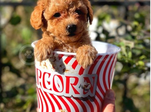 Muhteşem Red Erkek Toy Poodle Yavrumuz görsel