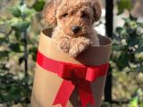 Dark Apricot Toy Poodle Erkek Yavrumuz
