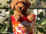 Red Brown Toy Poodle Yavrularımız