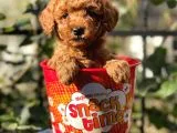 Red Brown Toy Poodle Yavrularımız