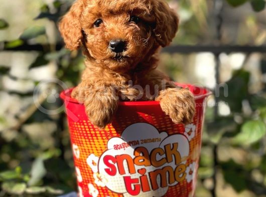 Red Brown Toy Poodle Yavrularımız görsel