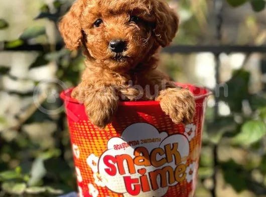 Red Brown Toy Poodle Yavrularımız