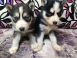 Teslime Hazır Husky Yavrularım