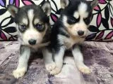 Teslime Hazır Husky Yavrularım