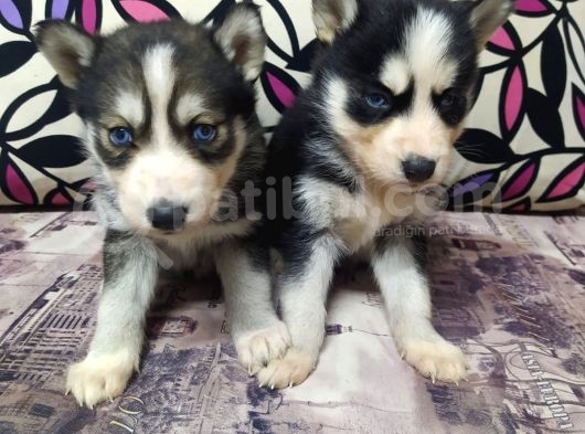 Teslime Hazır Husky Yavrularım görsel