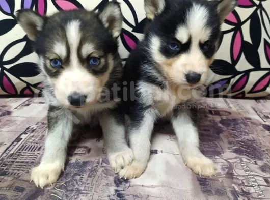 Teslime Hazır Husky Yavrularım