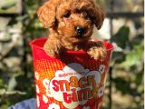 Red Brown Toy Poodle Yavrularımız