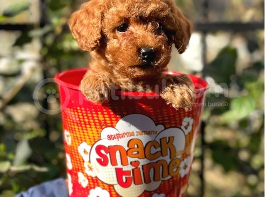 Red Brown Toy Poodle Yavrularımız görsel