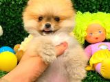 3 Aylık Dişi Pomeranian Boo