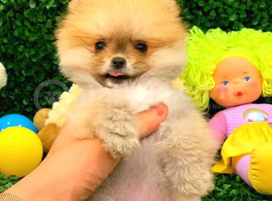 3 Aylık Dişi Pomeranian Boo görsel