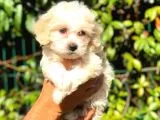 2.5 Aylik Dişi F1 Maltipoo