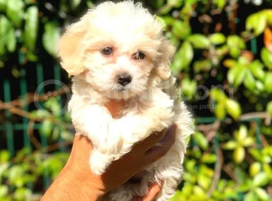 2.5 Aylik Dişi F1 Maltipoo