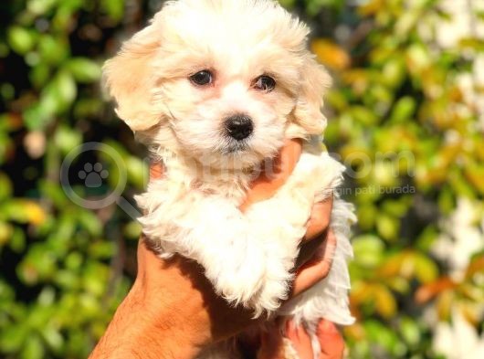2.5 Aylik Dişi F1 Maltipoo görsel