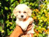 2.5 Aylik Dişi F1 Maltipoo