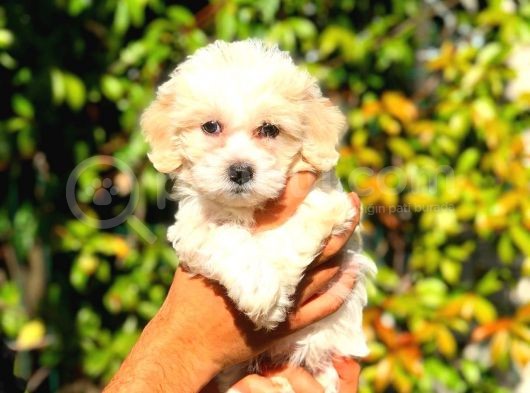 2.5 Aylik Dişi F1 Maltipoo görsel