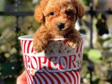 Muhteşem Red Erkek Toy Poodle Yavrumuz