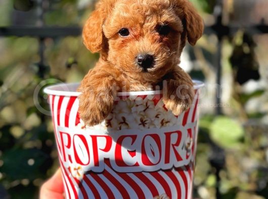 Muhteşem Red Erkek Toy Poodle Yavrumuz görsel